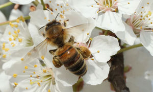 Beekeepers_report_higher_010.jpg