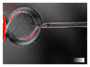 stem_cell_cloning.jpg