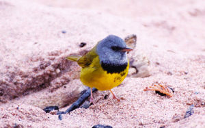 warbler0526b_500px.jpg