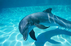 dnews_files_2013_05_dolphin_as.jpg