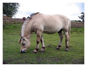 800px_Horse_hjerl_hede_2004_ub.jpg