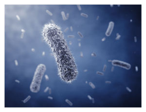 Bacteria