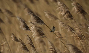 UK_cold_weather_A_Reed_B_007.jpg