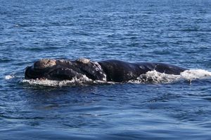 800px_Southern_right_whale6.jpg