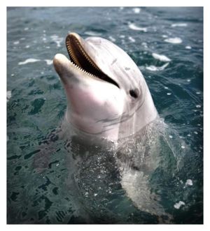 dolphins_see_pregnancy.jpg