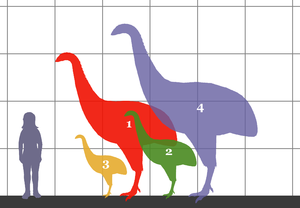 Dinornithidae_SIZE_01.png