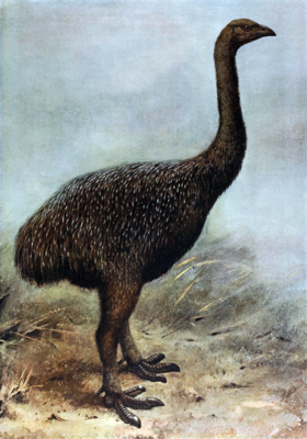 419px_Megalapteryx.png