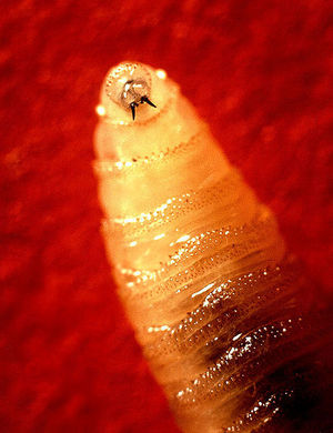 462px_Screwworm_larva.jpg