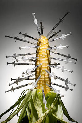 elle_genetically_modified_corn.jpg