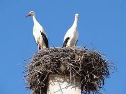 white_stork_valter_jacinto_bod.jpg