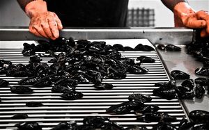 French_oysters_2633408b.jpg