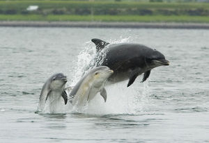 800px_Bottlenose_dolphin_with_.jpg