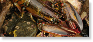 r_LOBSTER_large570.jpg