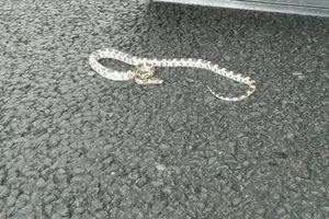 snake_5430658.jpg