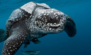 A_male_leatherback_sea_tu_008.jpg