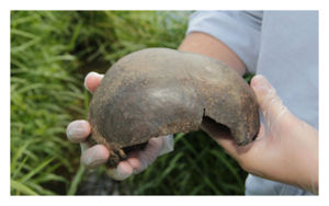 Neolithic_skull_find_010.jpg