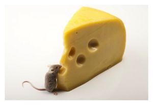 mouse_cheese_130926.jpg