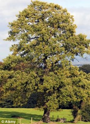 Ash dieback infeected tree