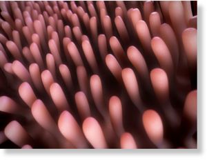 villi_intestines_wheat.jpg