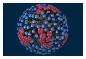 model_flu_structure.jpg