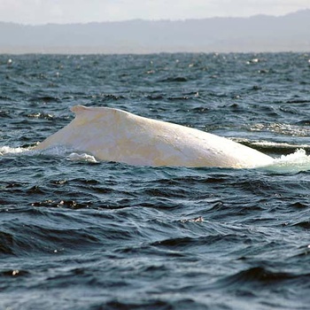 Albino humpback whale II