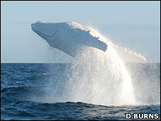Albino humpback whale III