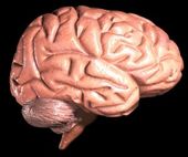 Click to enlarge brain model