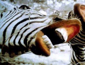 biting zebra