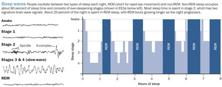 Click to enlarge Sleep Wave