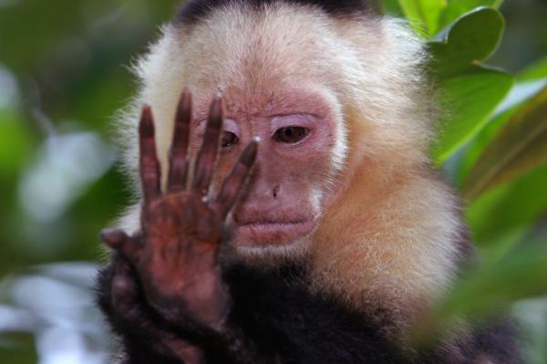 Click to enlarge Monkey