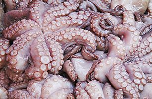 more_dead_octopus