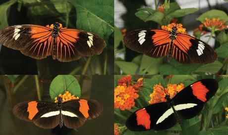 Click to enlarge Image