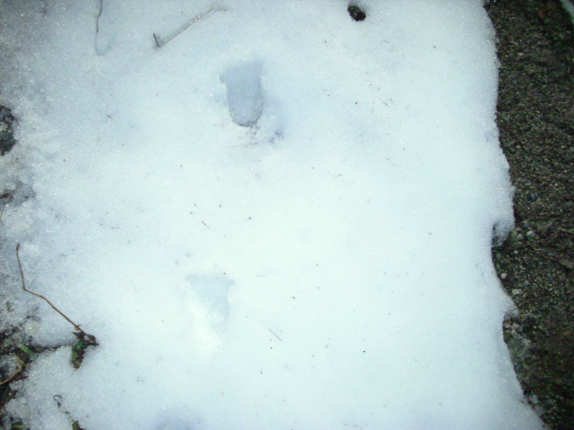 bigfoot tracks