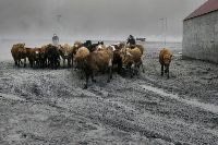 Herd in Iceland