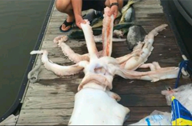 Dead Giant Squid