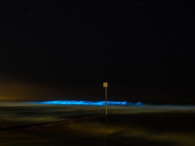 Bioluminescent marine creatures