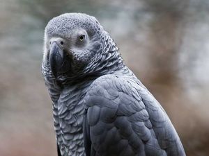 gray african parrot