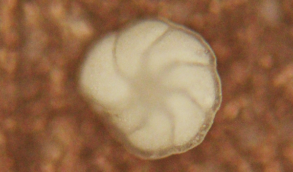 Foraminiferas
