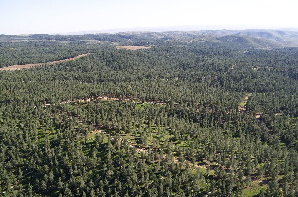 Click to enlarge israeli forest