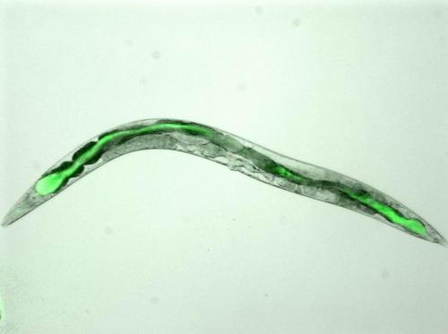 C. elegans worm