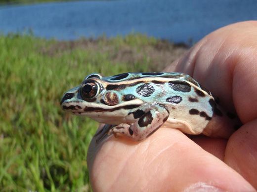 Blue leopard frog