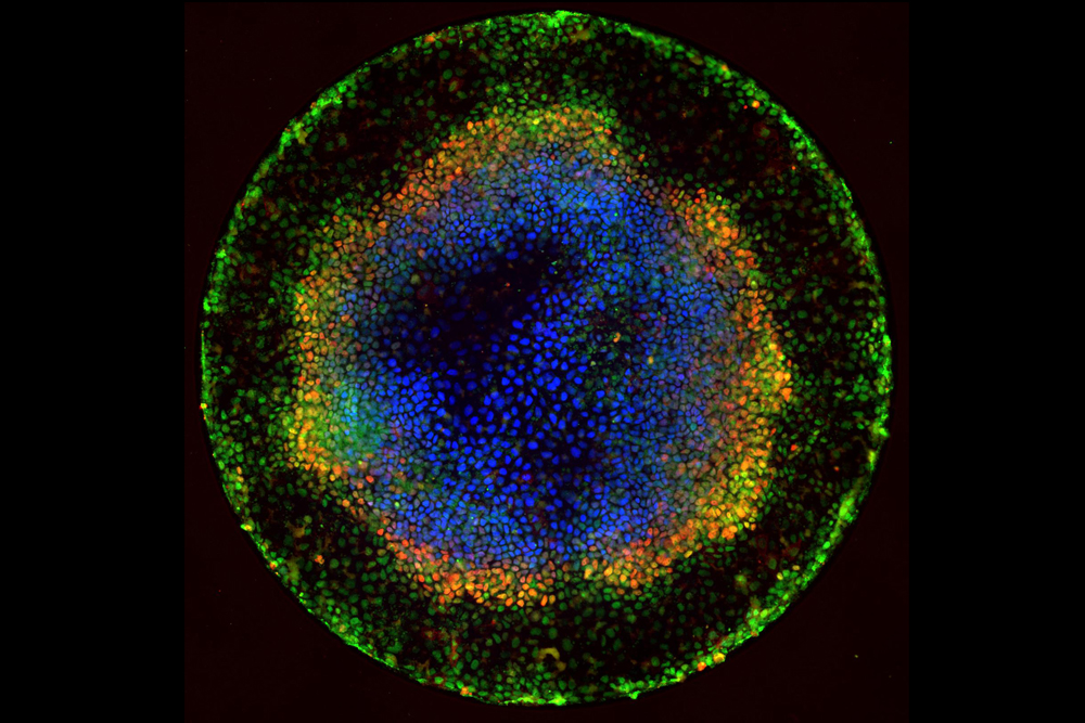 stem cell development