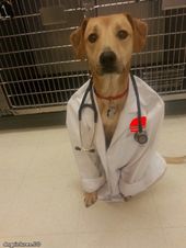 Dr. Dog