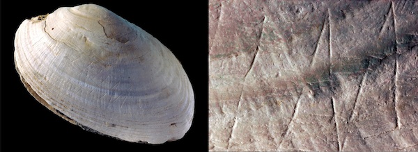 oldest shell carvings