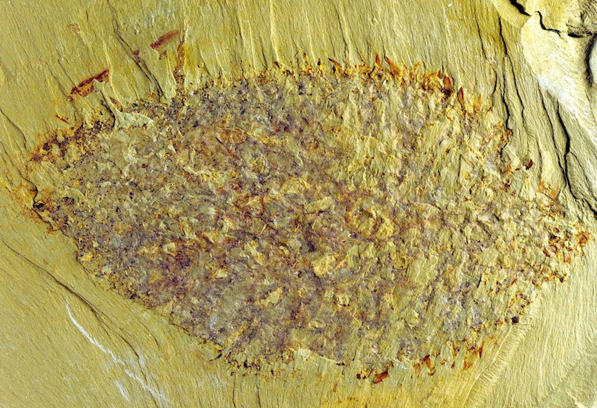 Nidelric pugio fossil