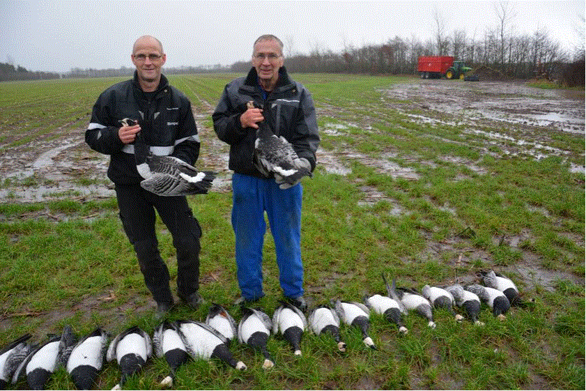 Dead geese in Denmark
