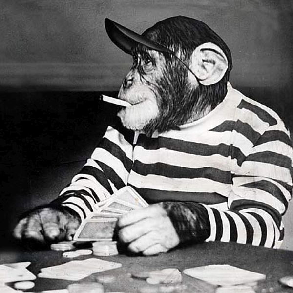 gambling monkey