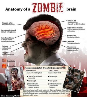 zombie brain anatomy