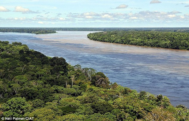 rainforest river