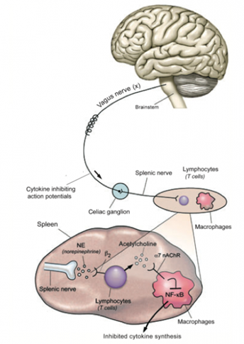 How the vagus nerve operates in the immune system inhibiting